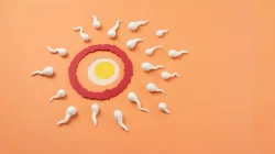 Program Hamil Sukses Setelah Bekukan Sel Telur: Panduan Lengkap