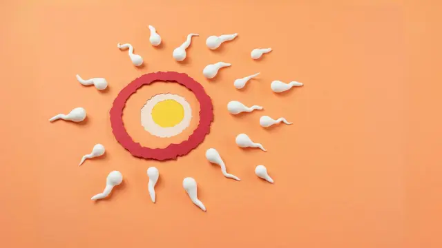 Program Hamil Sukses Setelah Bekukan Sel Telur: Panduan Lengkap