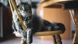 Diabetes pada Kucing & Anjing? Waspadai Gejalanya Sekarang!